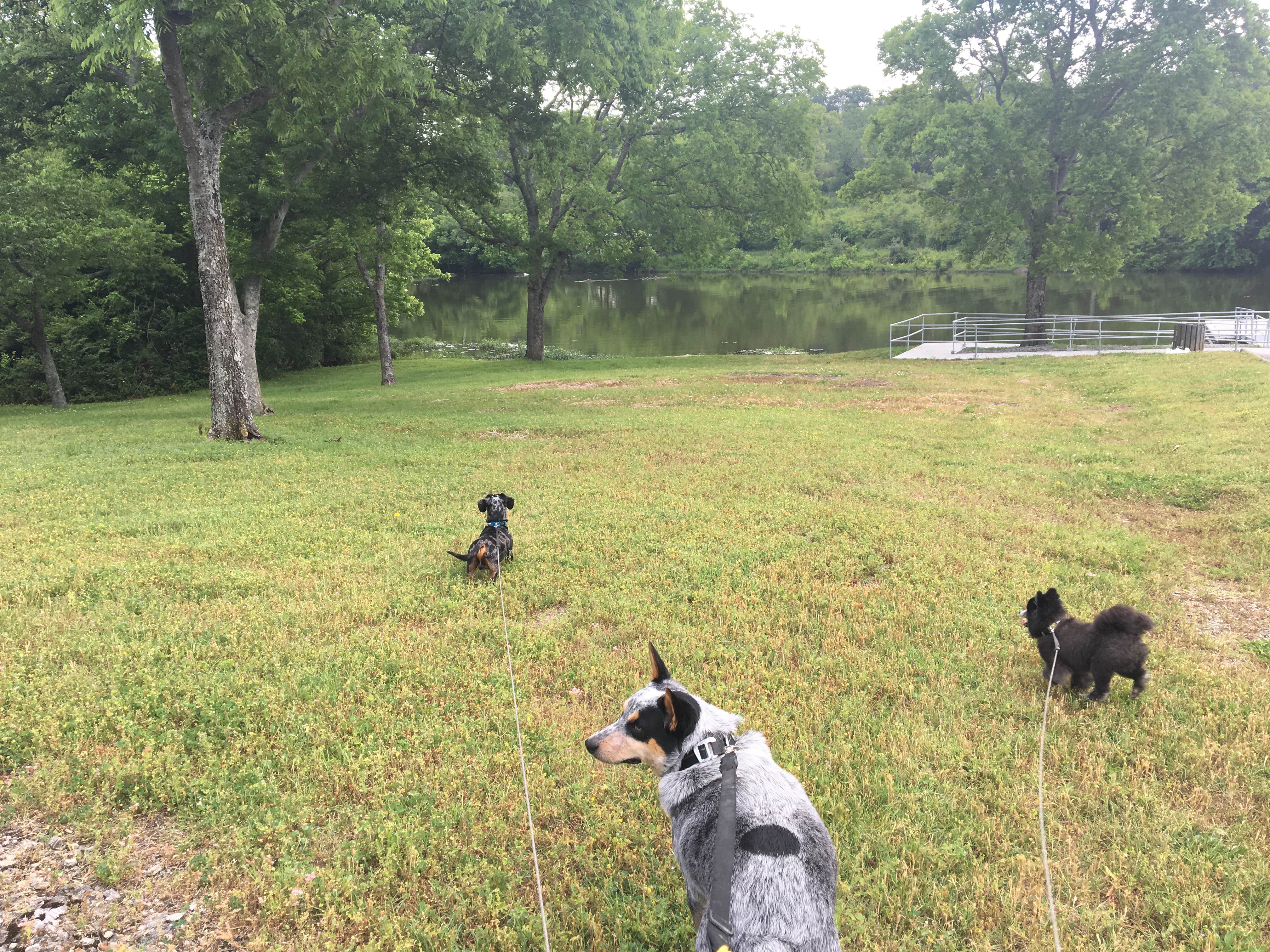 Shelly S.'s photo of camping with pets at Rockland Recreation Area near Gallatin, TN