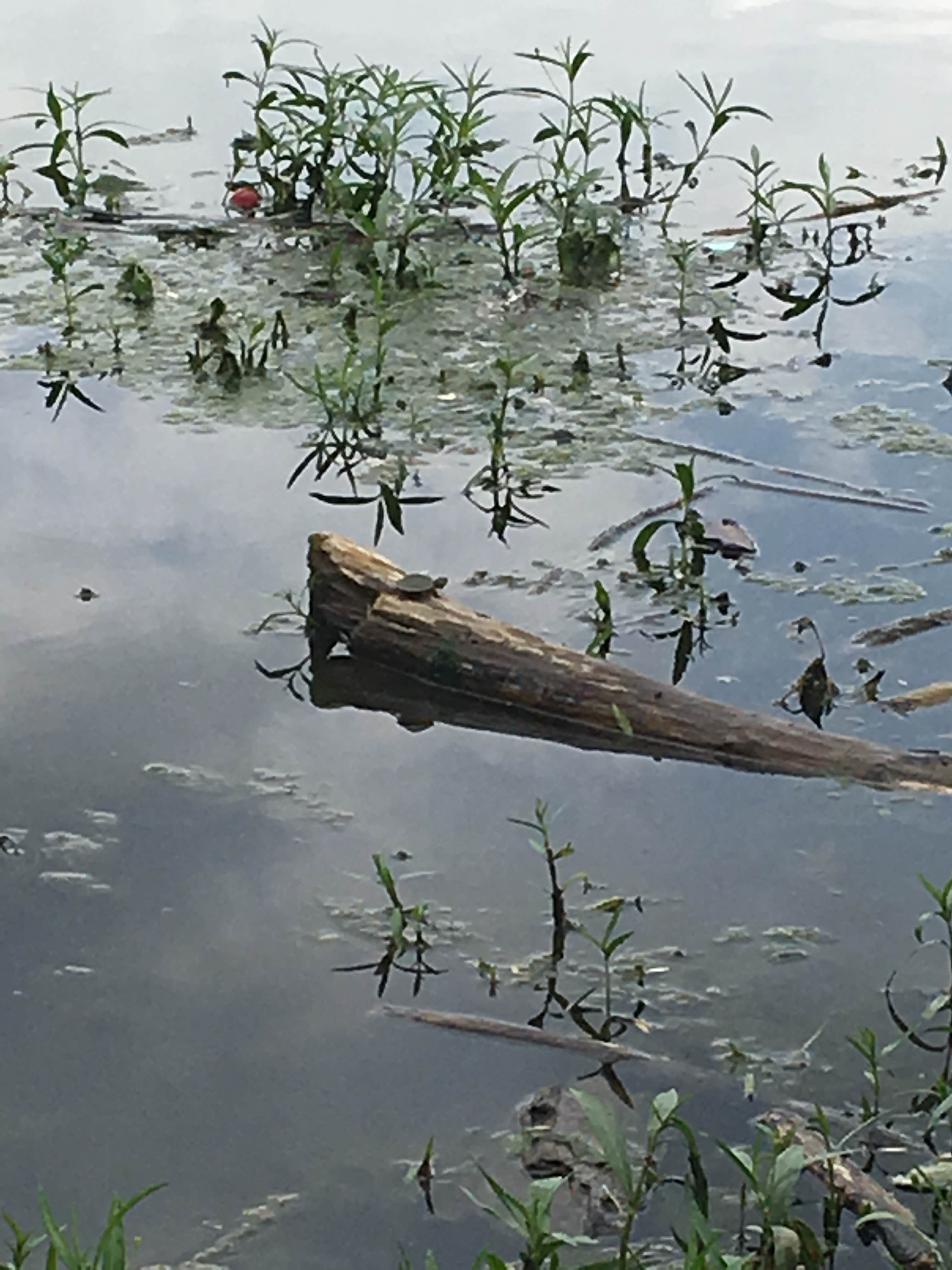 Camper submitted image from Rockland Recreation Area - 3