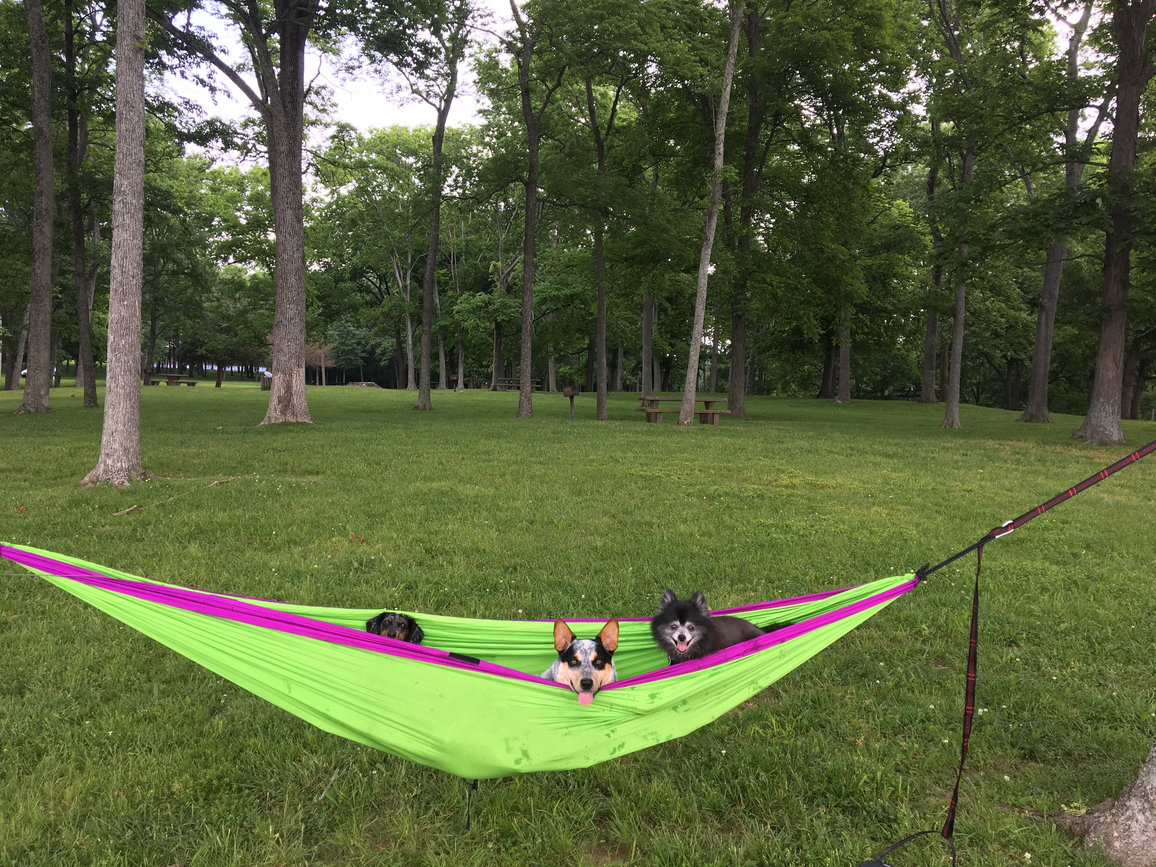 This will probably NEVER happen again. I'm sure it was entertaining to the other people nearby watching me get all three dogs to sit still in the hammock !