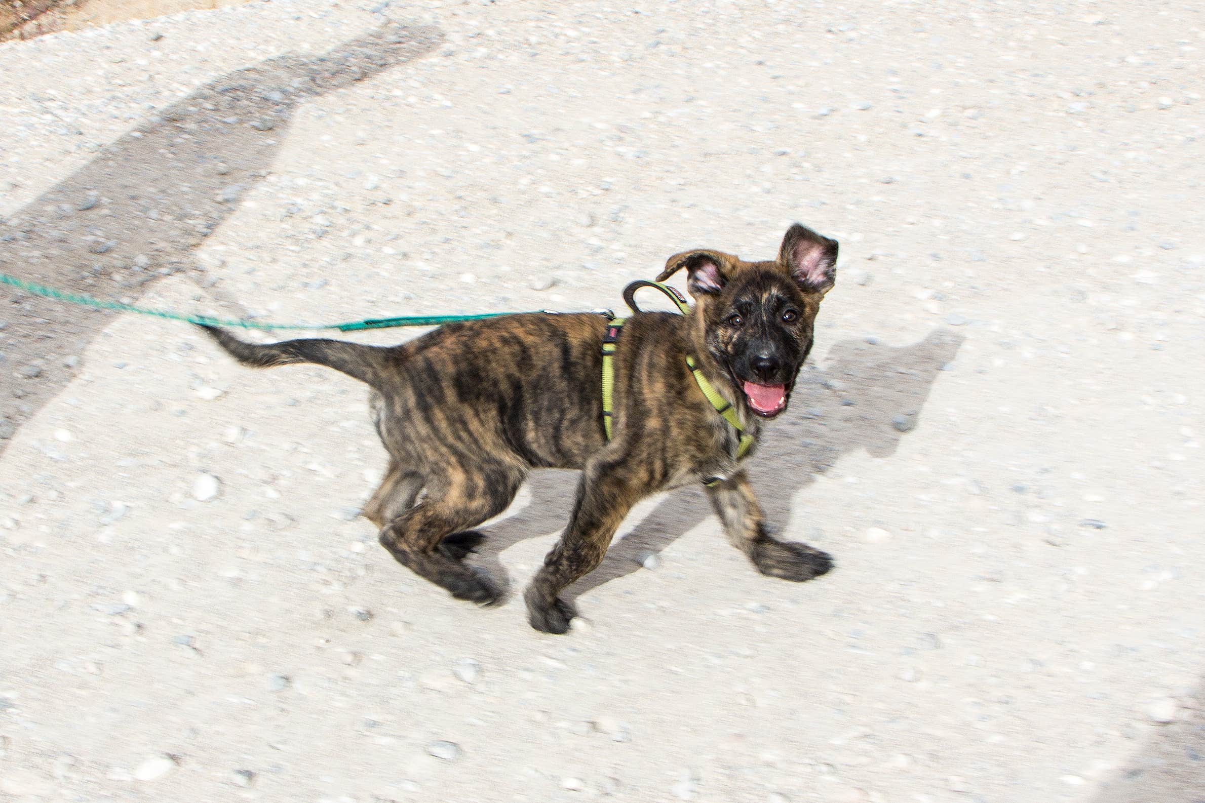 Jen G.'s photo of camping with pets at Indian Cove Campground — Joshua Tree National Park near Twentynine Palms, CA