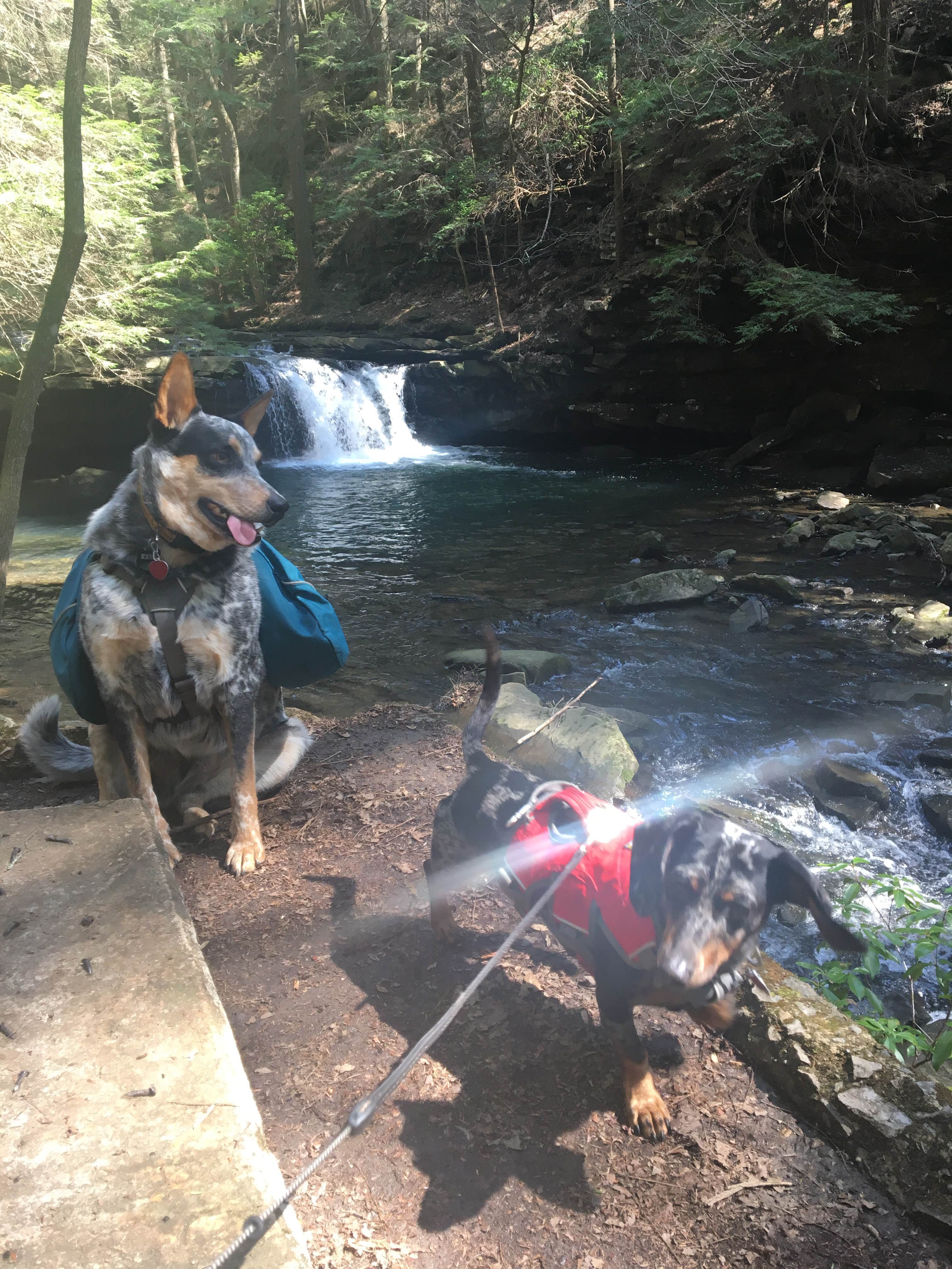 Camper submitted image from Grundy Forest - 3