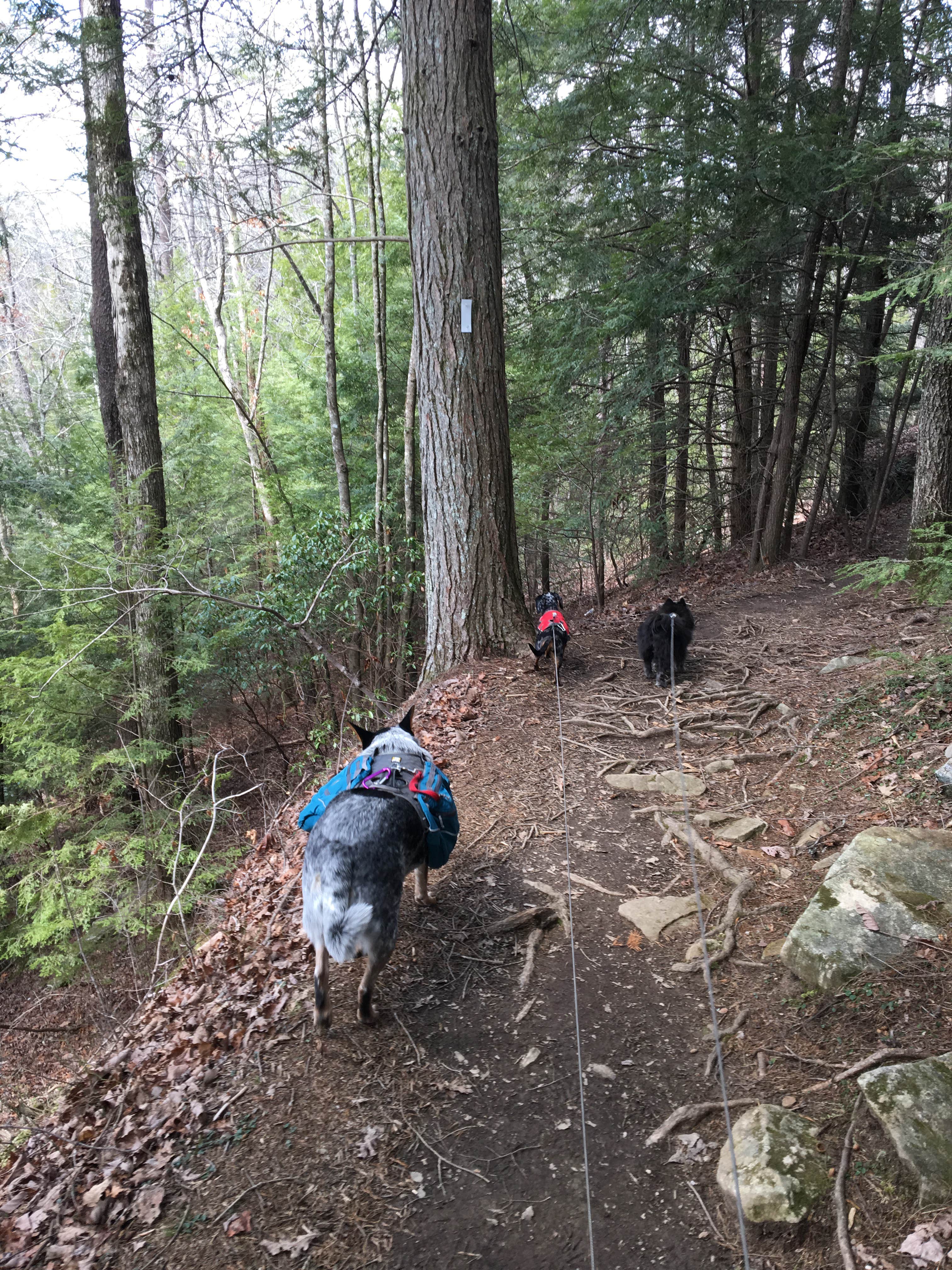Camper submitted image from Grundy Forest - 2