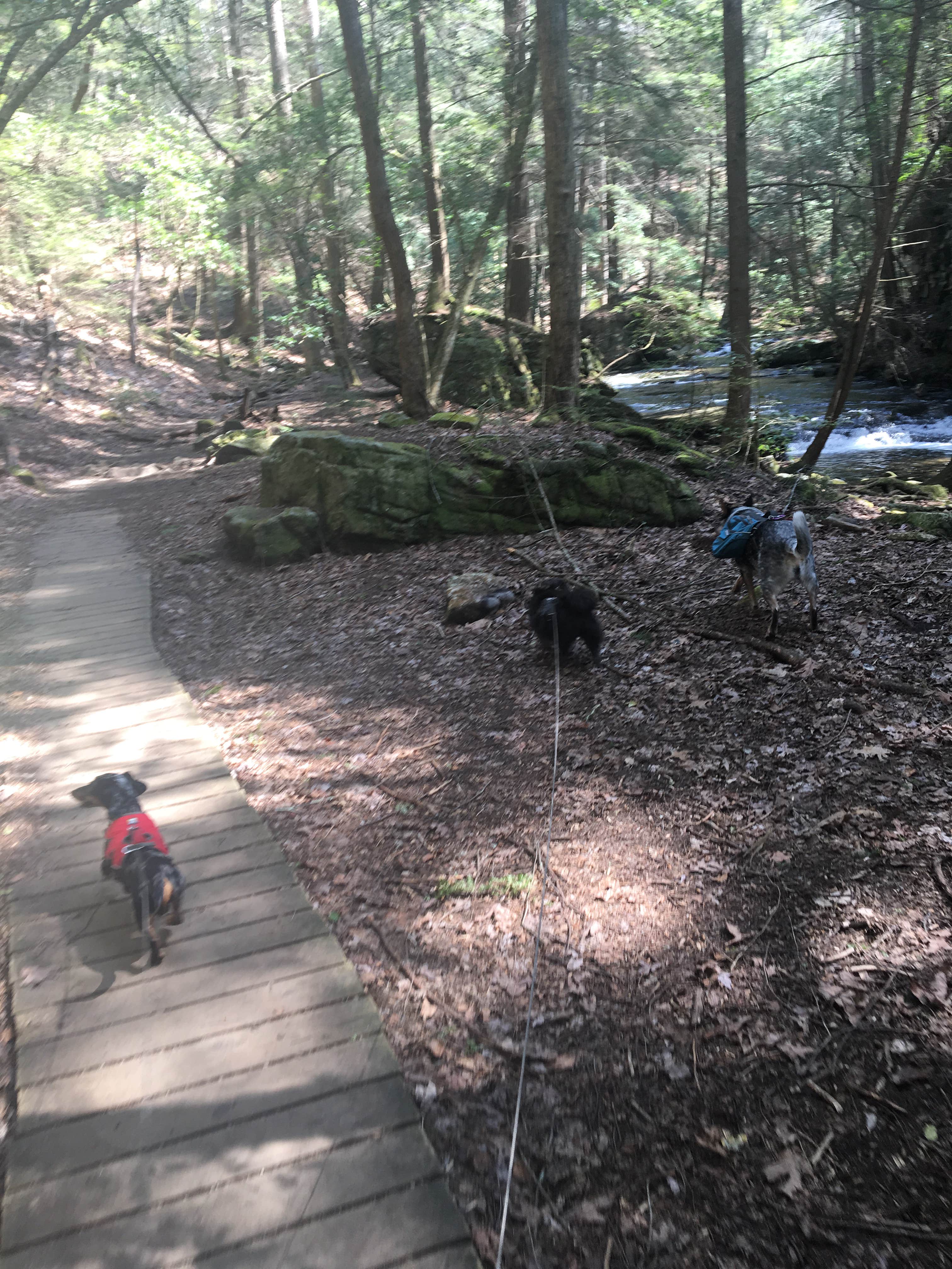Camper submitted image from Grundy Forest - 2