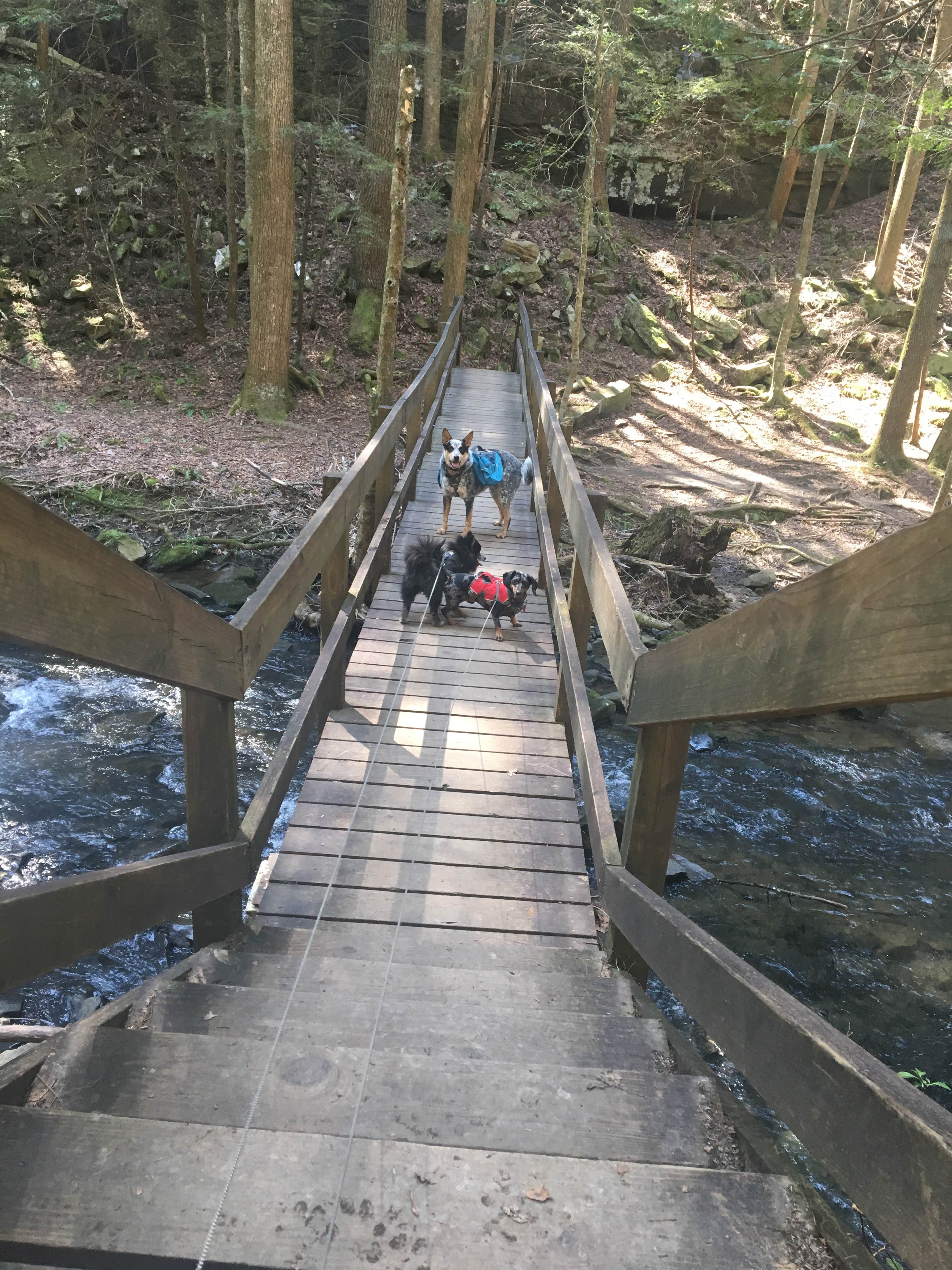Camper submitted image from Grundy Forest - 5