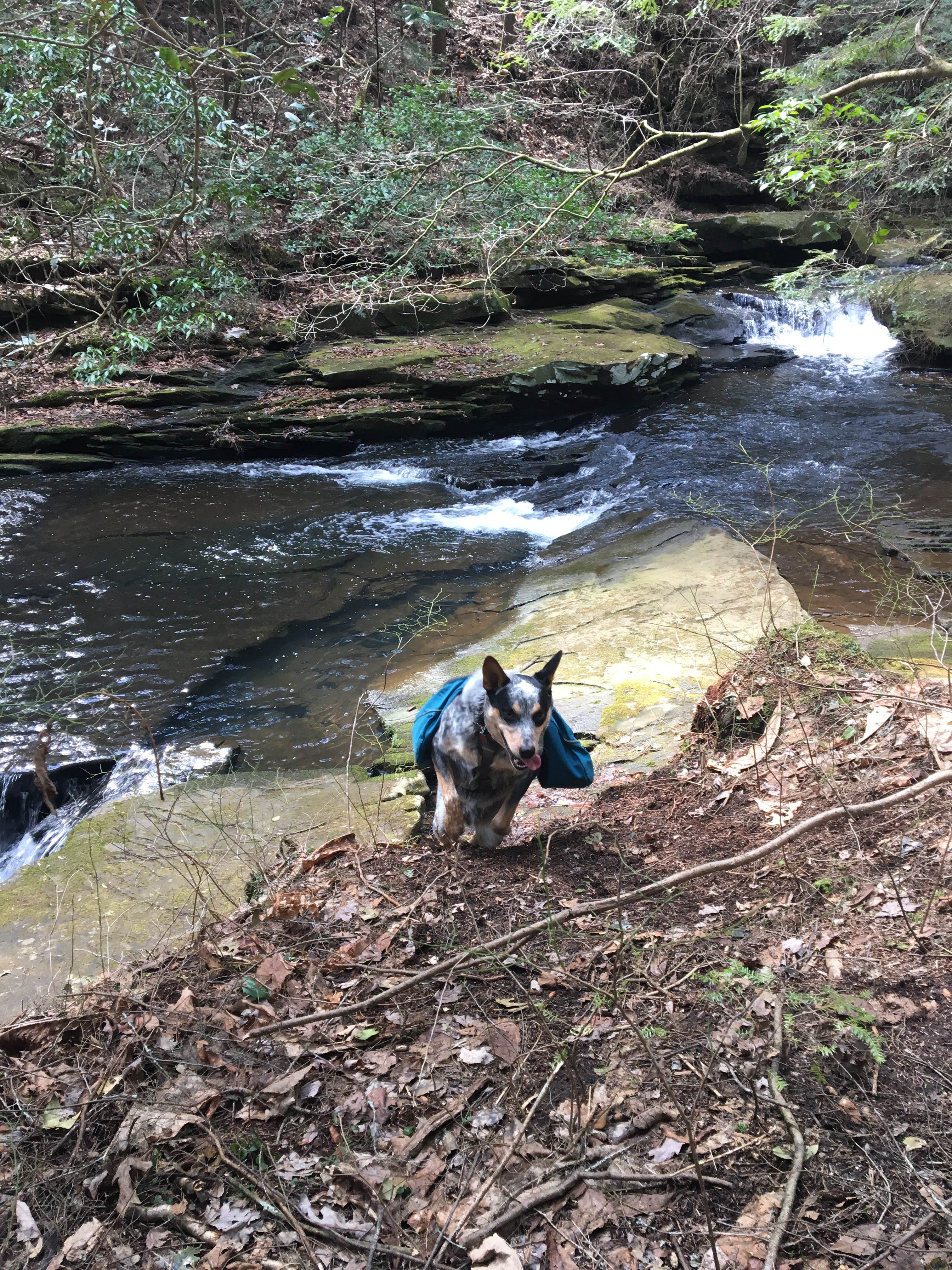 Camper submitted image from Grundy Forest - 4