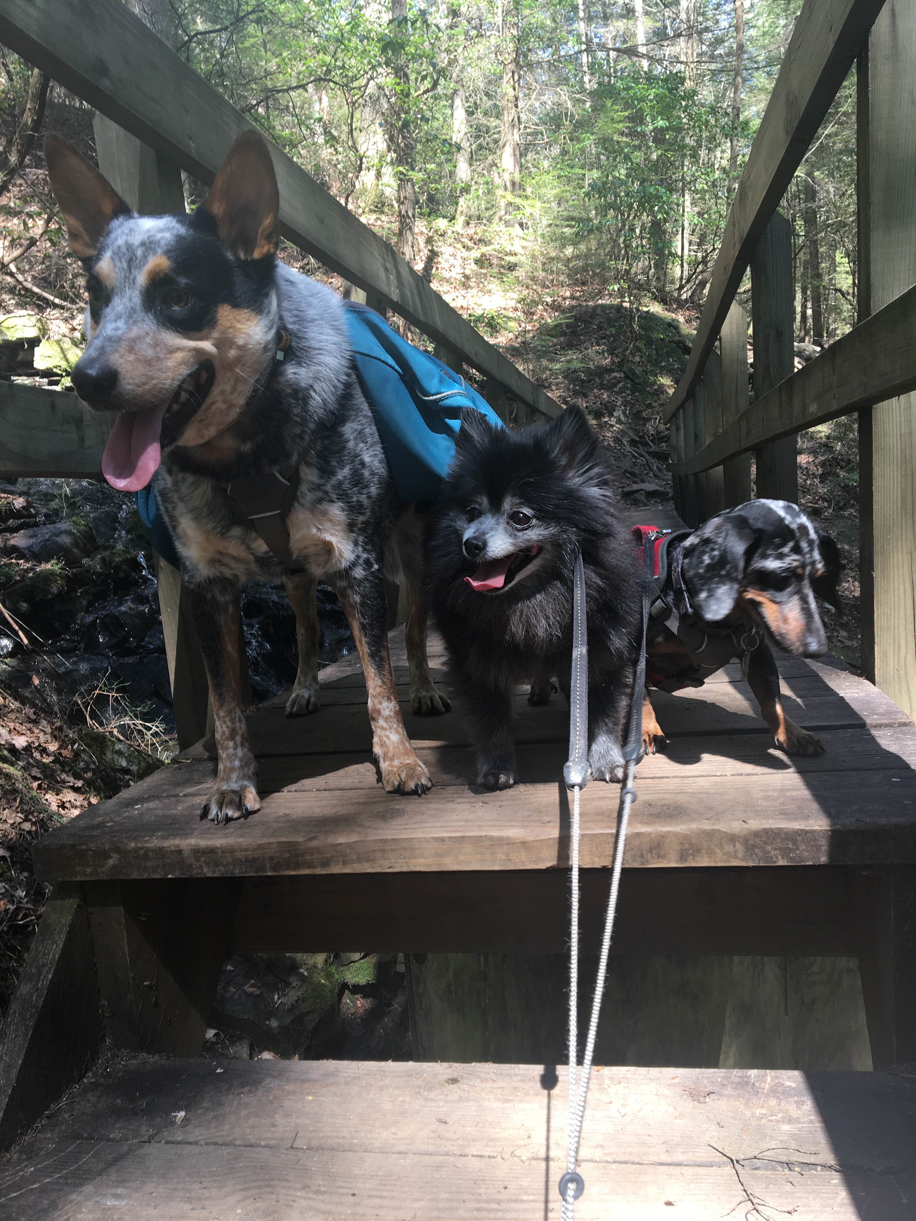 Camper submitted image from Grundy Forest - 5