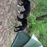 Review photo of Pinewoods Campground — Kettle Moraine State Forest-Southern Unit by Nina T., May 20, 2017