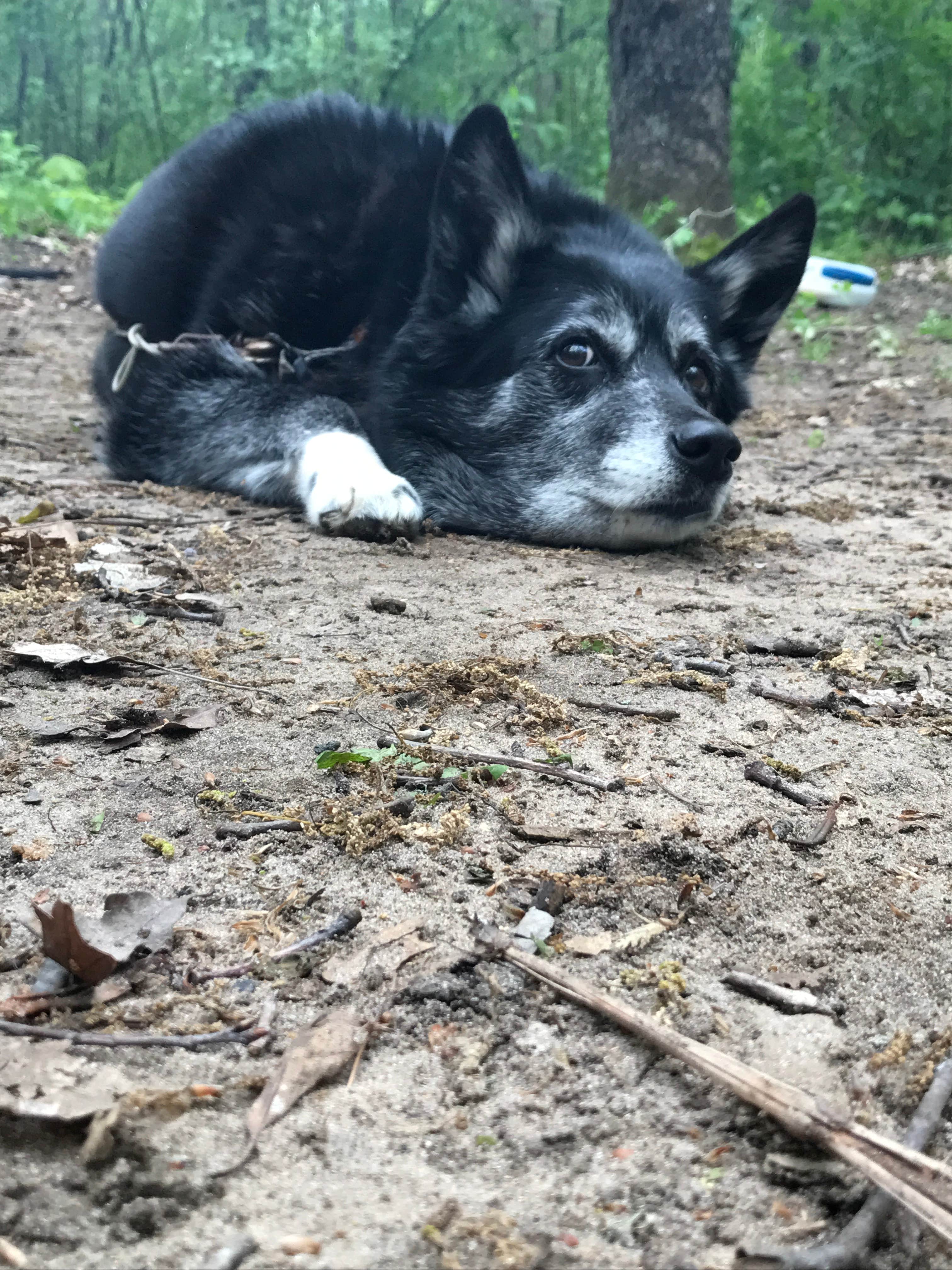 Nina T.'s photo of camping with pets at Pinewoods Campground — Kettle Moraine State Forest-Southern Unit near Wauwatosa, WI