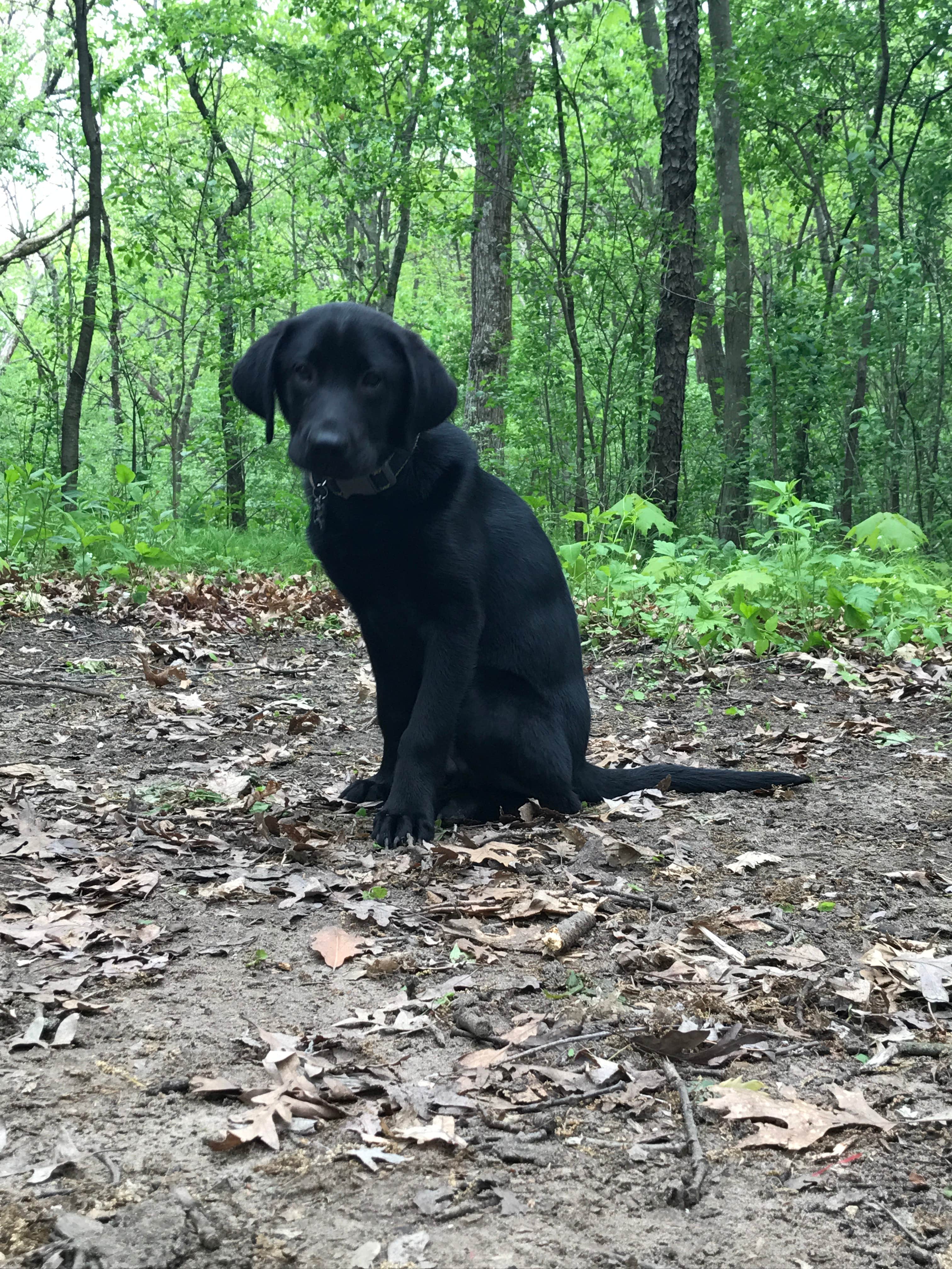 Nina T.'s photo of camping with pets at Pinewoods & Group Camp — Kettle Moraine State Forest - Southern Unit near Lyons, WI
