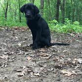 Review photo of Pinewoods Campground — Kettle Moraine State Forest-Southern Unit by Nina T., May 20, 2017