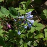 Review photo of Raccoon Creek State Park Campground by Danielle V., June 18, 2016