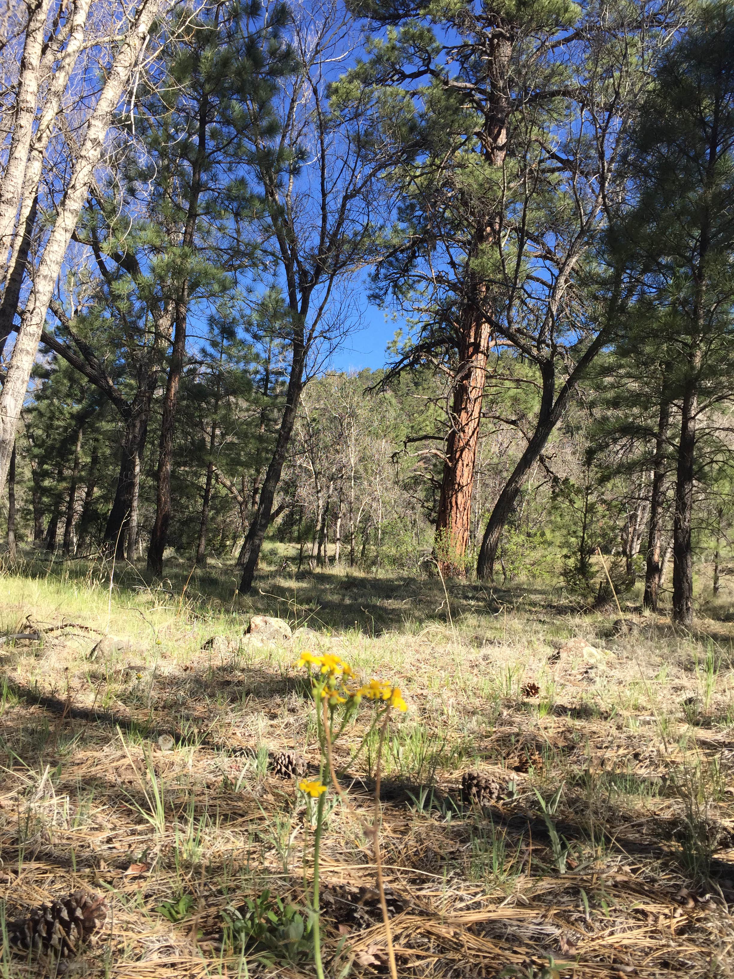 Camper-submitted photo at El Caso near Quemado, NM