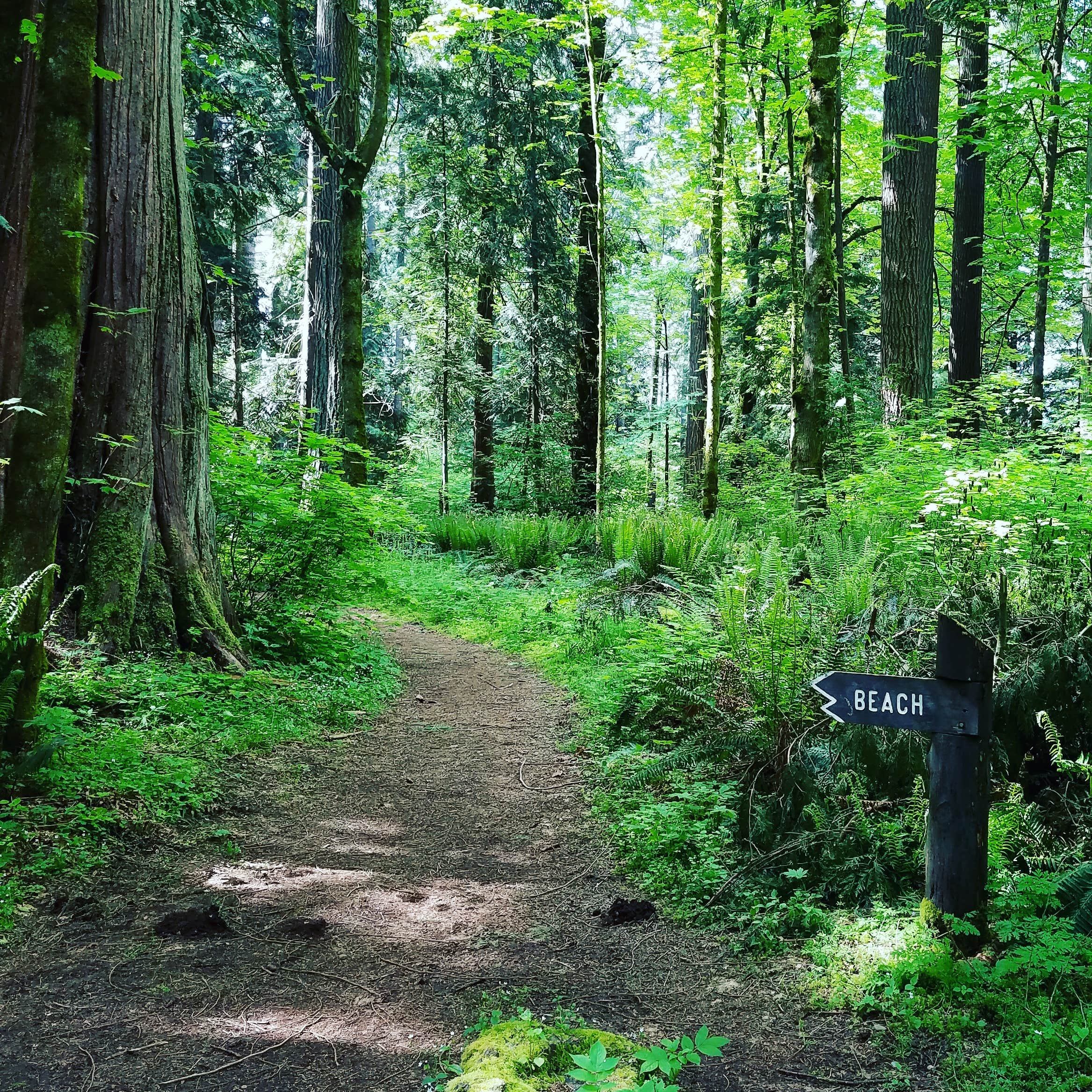 Camper-submitted photo at Millersylvania State Park Campground near Orting, WA