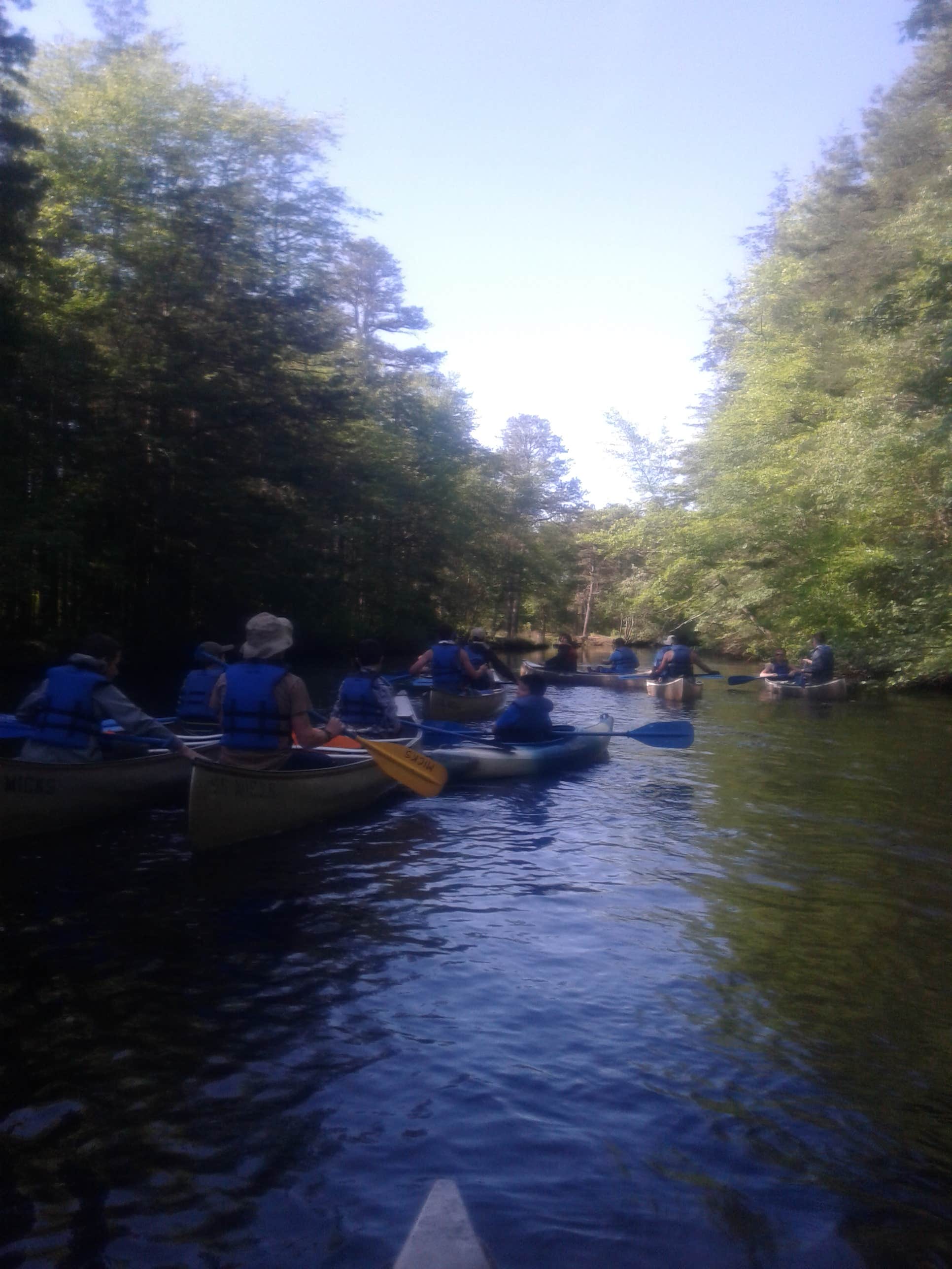 Camper submitted image from Hawkins Bridge — Wharton State Forest - 5