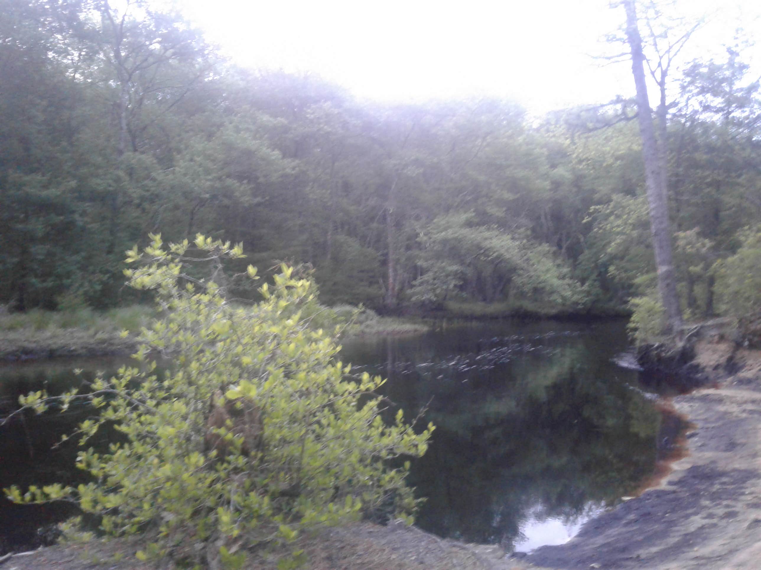 Camper submitted image from Hawkins Bridge — Wharton State Forest - 2