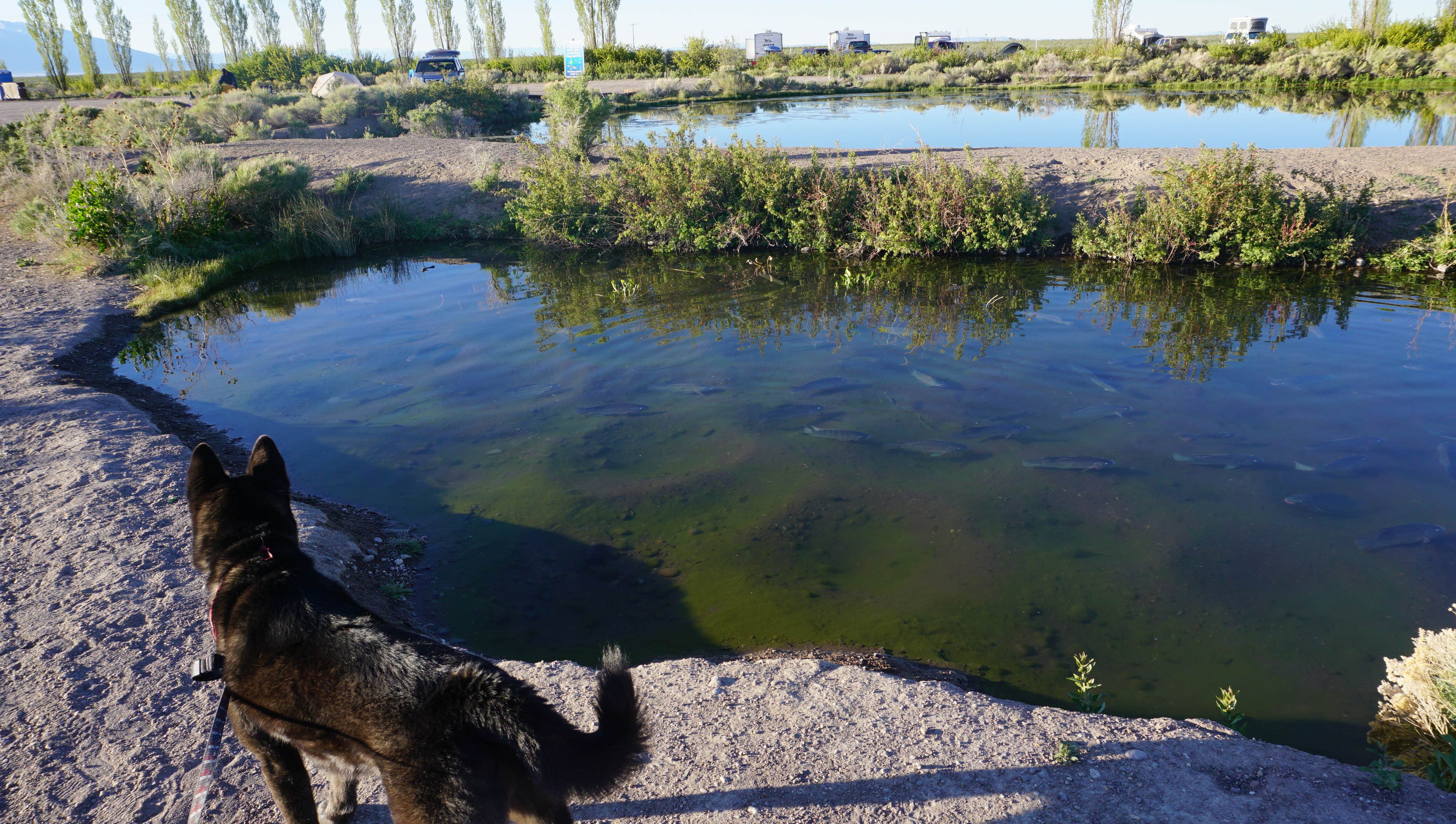 Daniel  B.'s photo of camping with pets at Sand Dunes Recreation near Great Sand Dunes National Park And Preserve