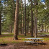 Review photo of Blue Bell Campground — Custer State Park by Shari  G., May 23, 2017
