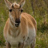 Review photo of Elk Mountain Campground — Wind Cave National Park by Shari  G., May 23, 2017