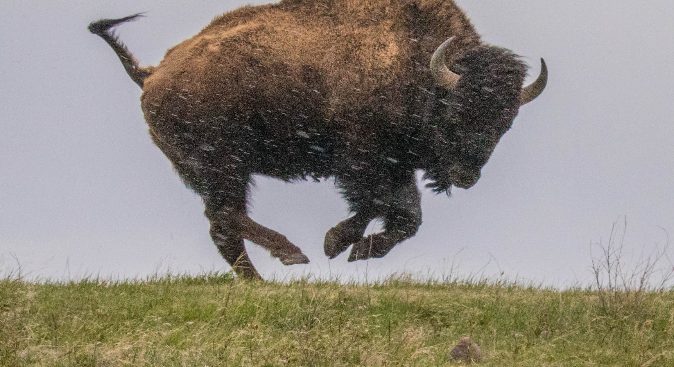Bison Running and Jumping Near Elk Mountain Campground in Wind Cave National Park