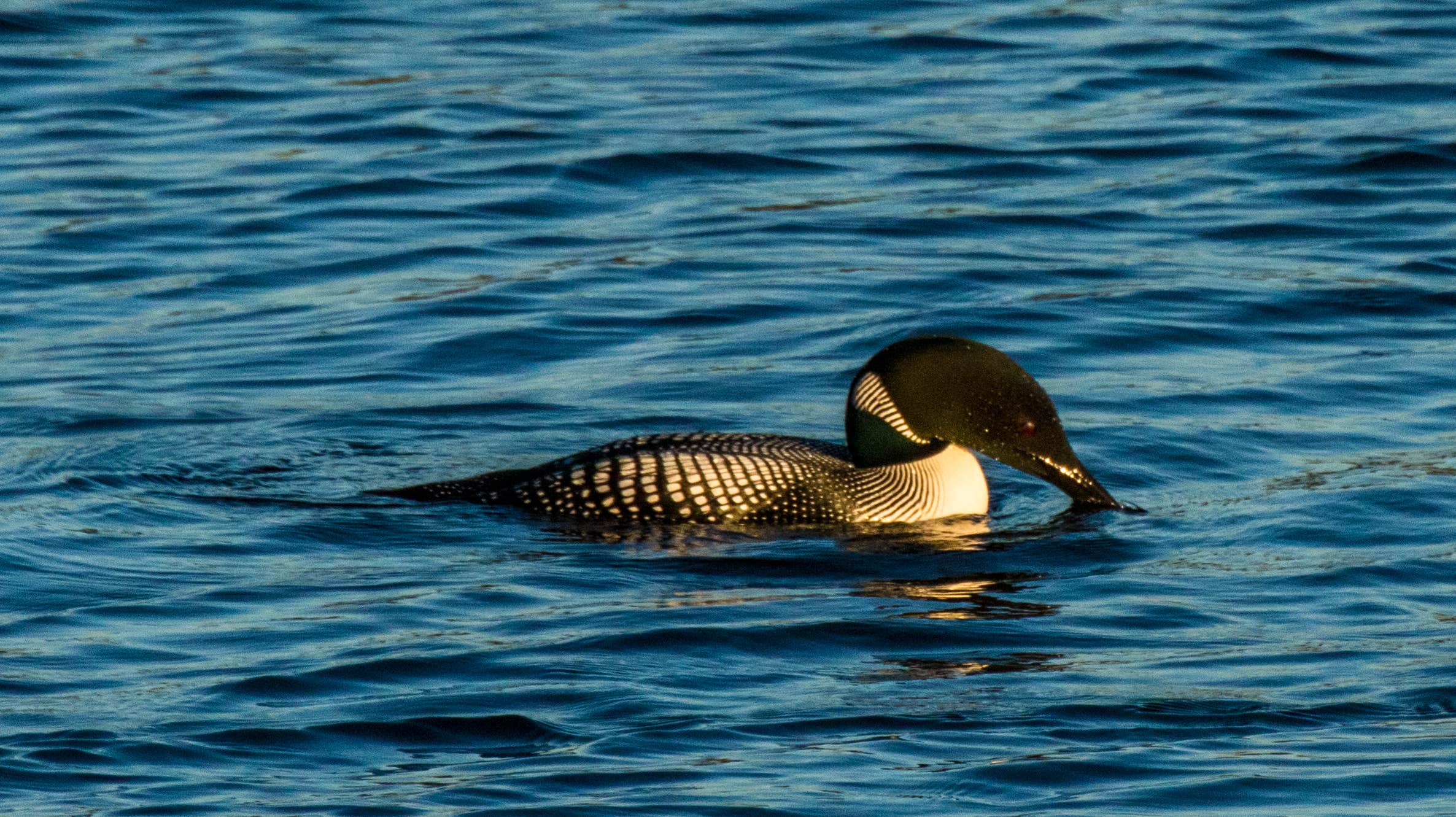 Camper-submitted photo at Ash River — Kabetogama State Forest near Voyageurs National Park