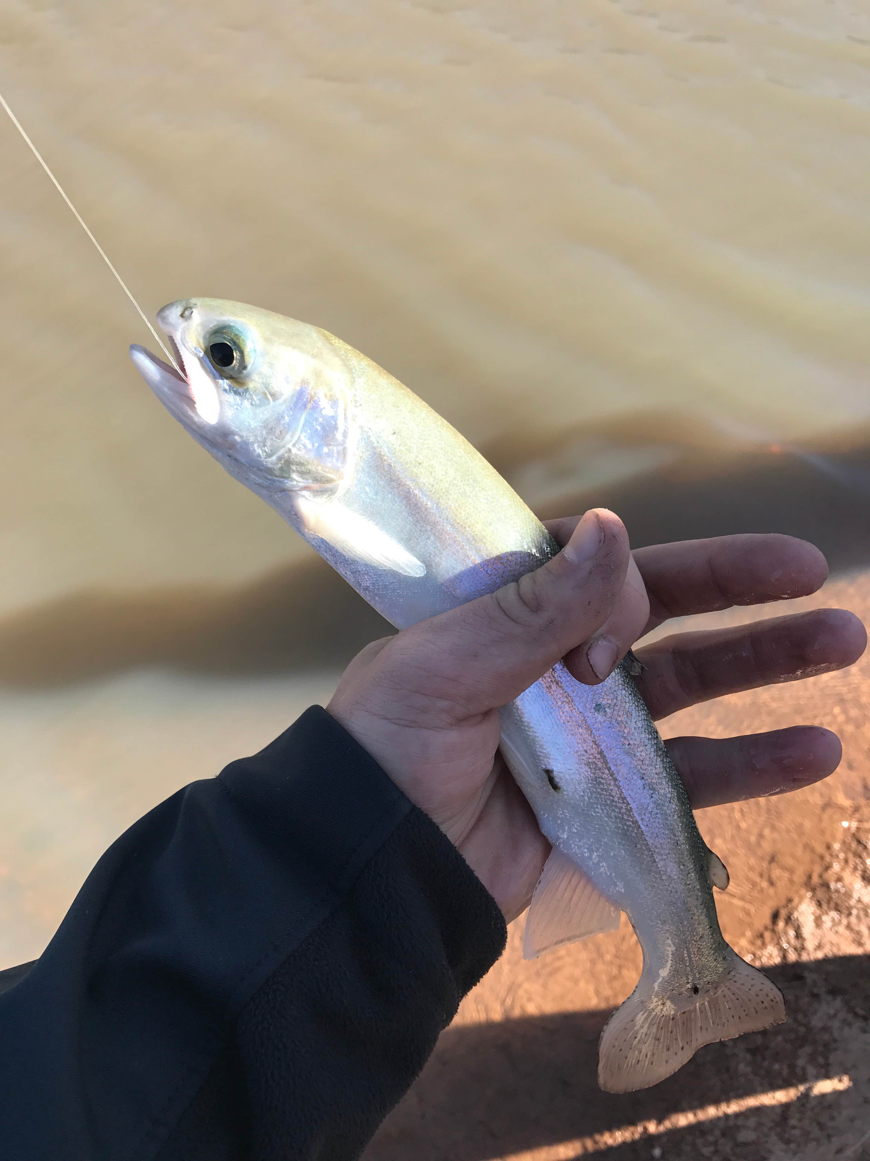 Camper-submitted photo at Ben Lilly Campground near Gila National Forest