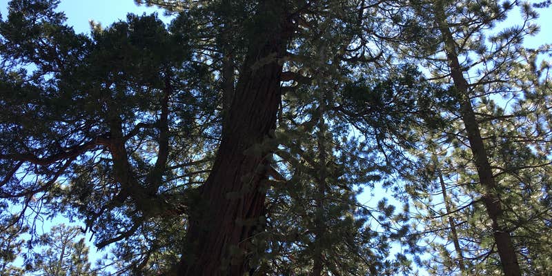 Camper submitted image from Buckhorn Campground