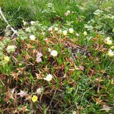 Review photo of Gold Bluffs Beach Campground — Prairie Creek Redwoods State Park by Jen R., May 24, 2017
