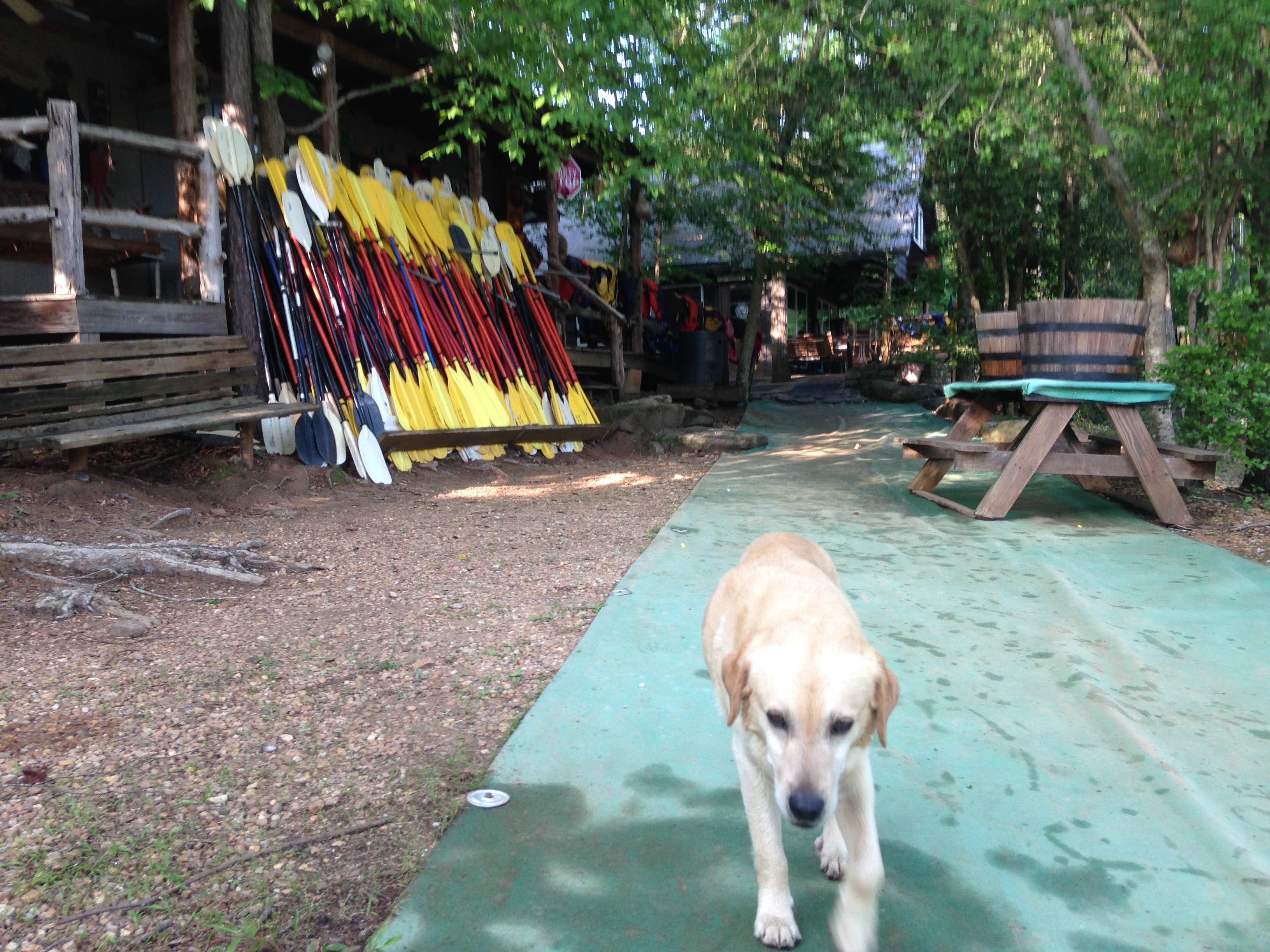 Fain H.'s photo of camping with pets at The Sandbar Kayaking and Zipline Cabins near Lavonia, GA