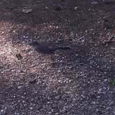 Review photo of Lake Wedington -- Temporarily CLOSED by Justin L., June 18, 2016