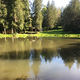 Pond full of wildlife just above campfire area.
