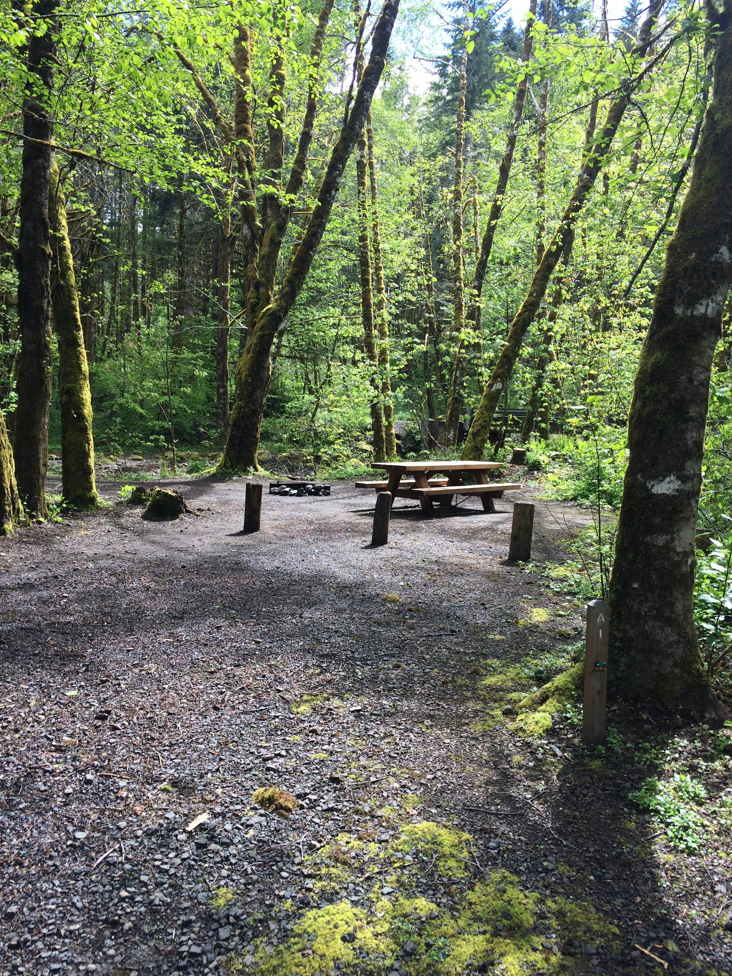 Camper-submitted photo at Gales Creek Campground near Hillsboro, OR
