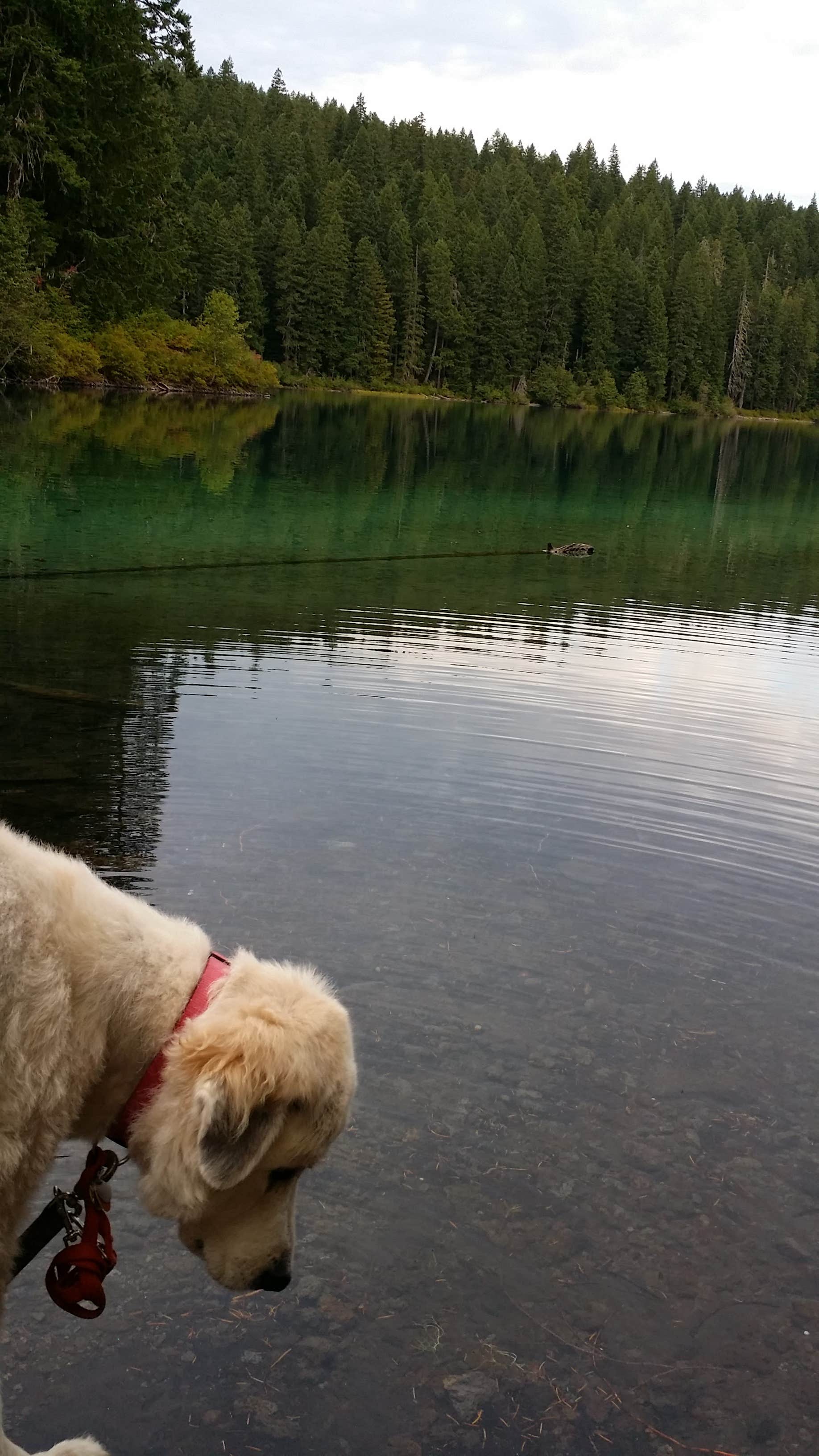 Camper-submitted photo at Coldwater Cove Campground near Idanha, OR