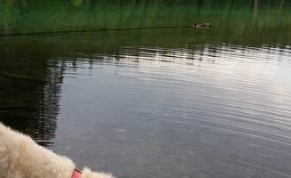 Terésa M.'s photo of camping with pets at Coldwater Cove Campground near Willamette National Forest
