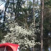 Review photo of Tyler State Park Campground by Dianne C., May 25, 2017