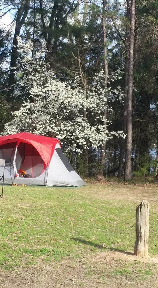 Camper submitted image from Tyler State Park Campground - 3
