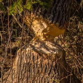 Review photo of Voyageurs National Park Backcountry Camping — Voyageurs National Park by Shari  G., May 26, 2017