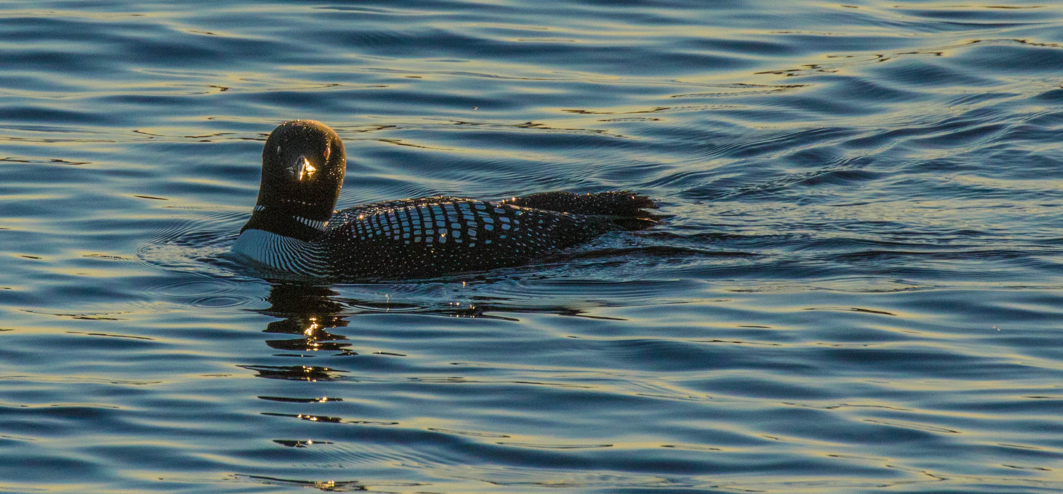 Camper-submitted photo at Johnson Bay N13 — Voyageurs National Park near Voyageurs National Park