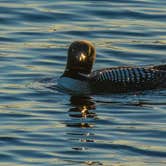 Review photo of Johnson Bay N13 — Voyageurs National Park by Shari  G., May 27, 2017