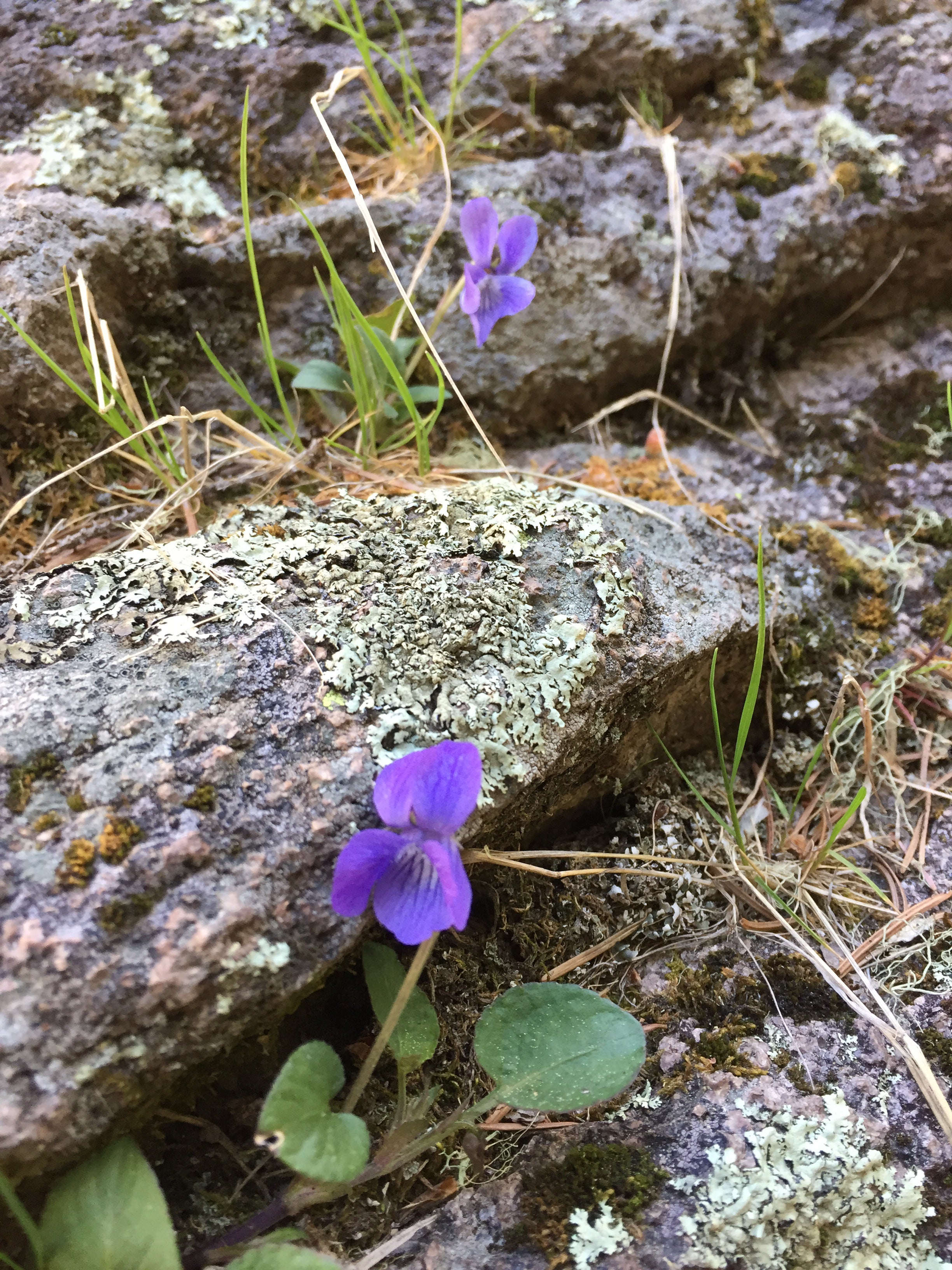 Young flowers from rock.