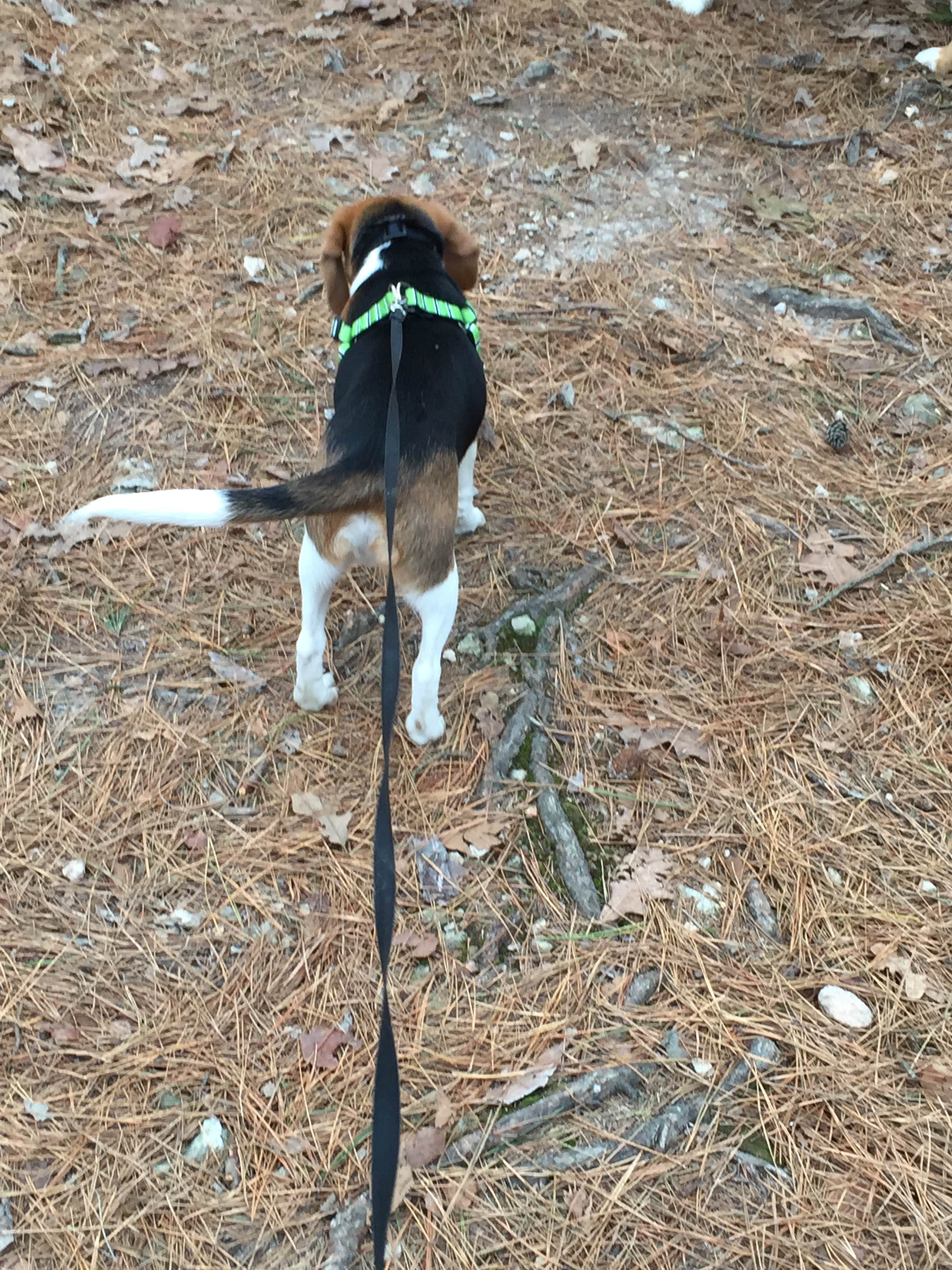 Chad K.'s photo of camping with pets at Withrow Springs State Park Campground near Fayetteville, AR