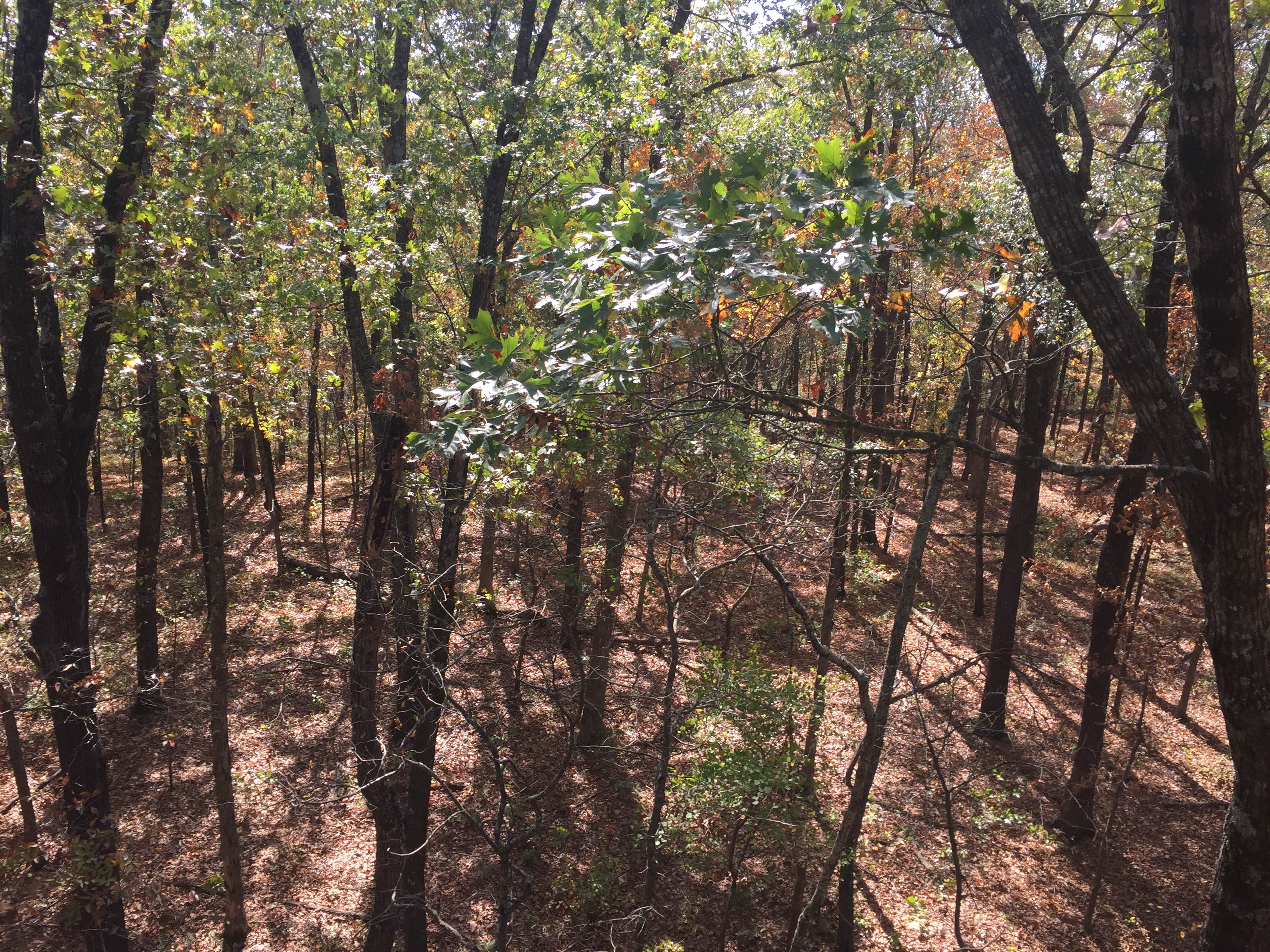 Camper submitted image from Bull Shoals-White River State Park - 2
