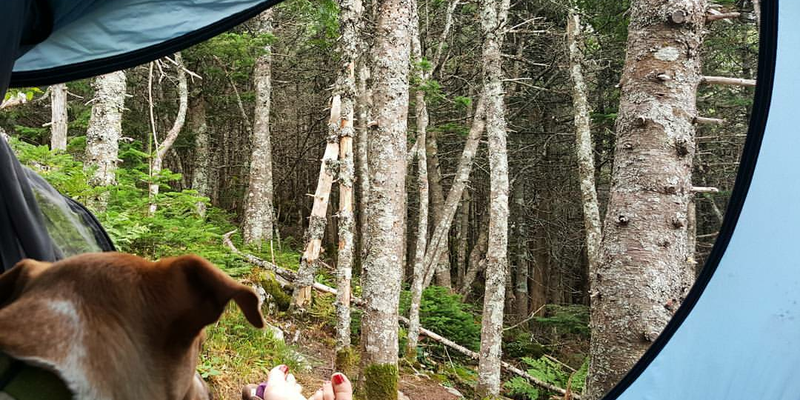 Camper submitted image from Myron H. Avery Memorial Campsite — Bigelow Ecological Reserve