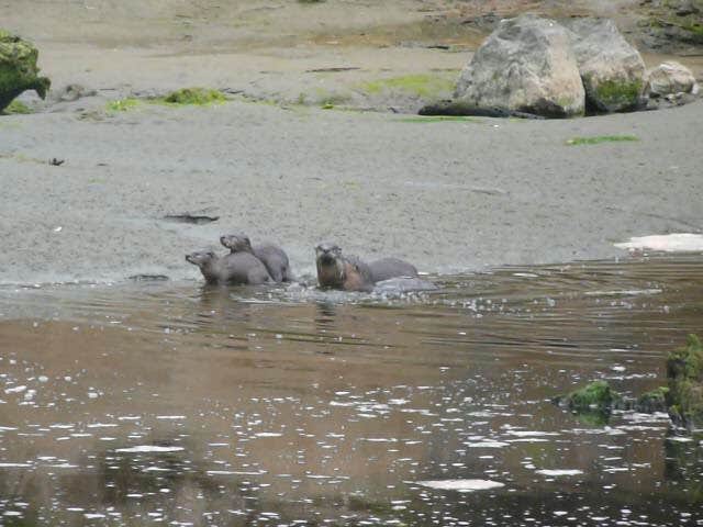 Camper submitted image from Pacific Beach State Park Campground - 2