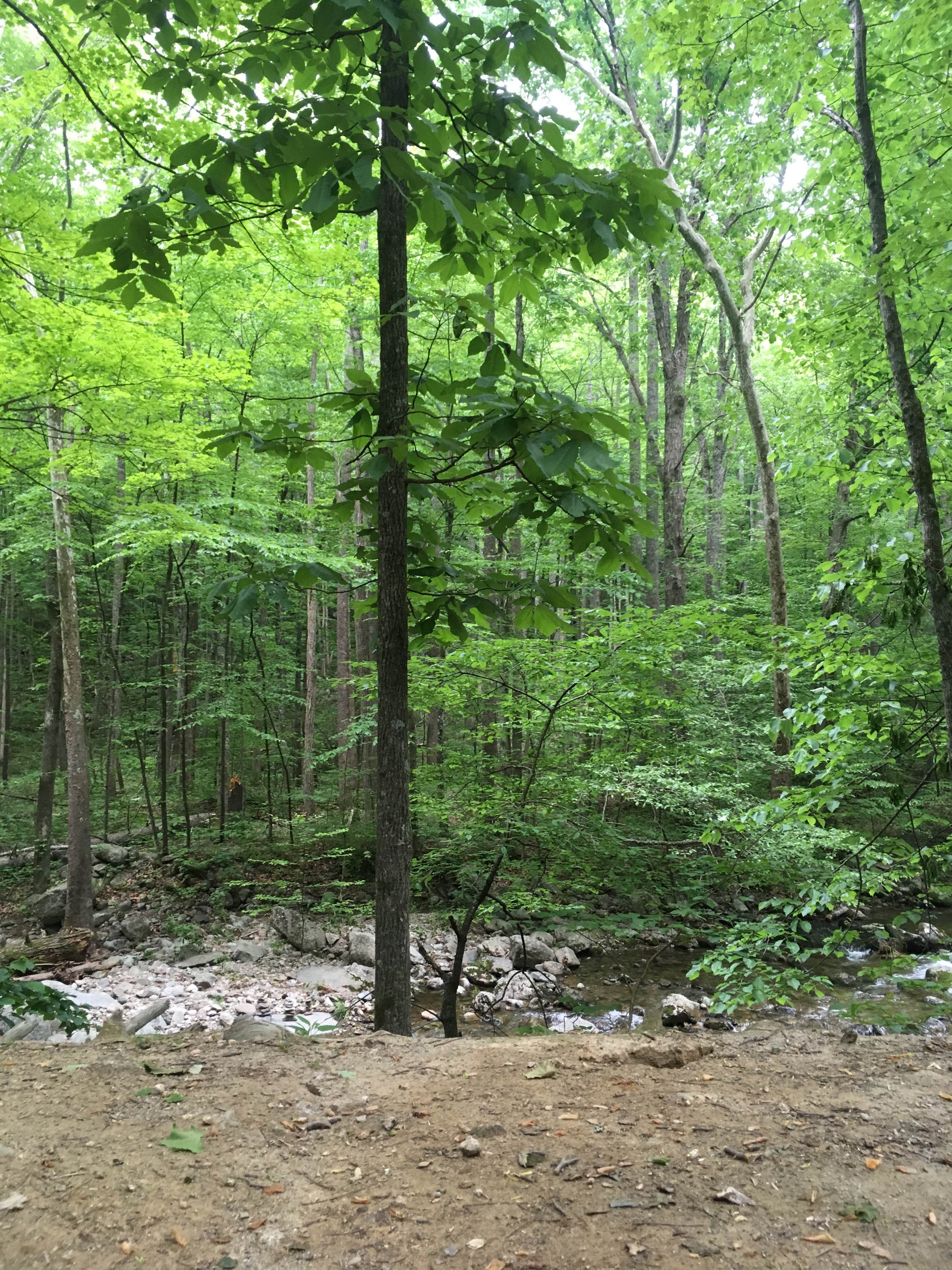 Camper submitted image from Crabtree Falls Campground - 2