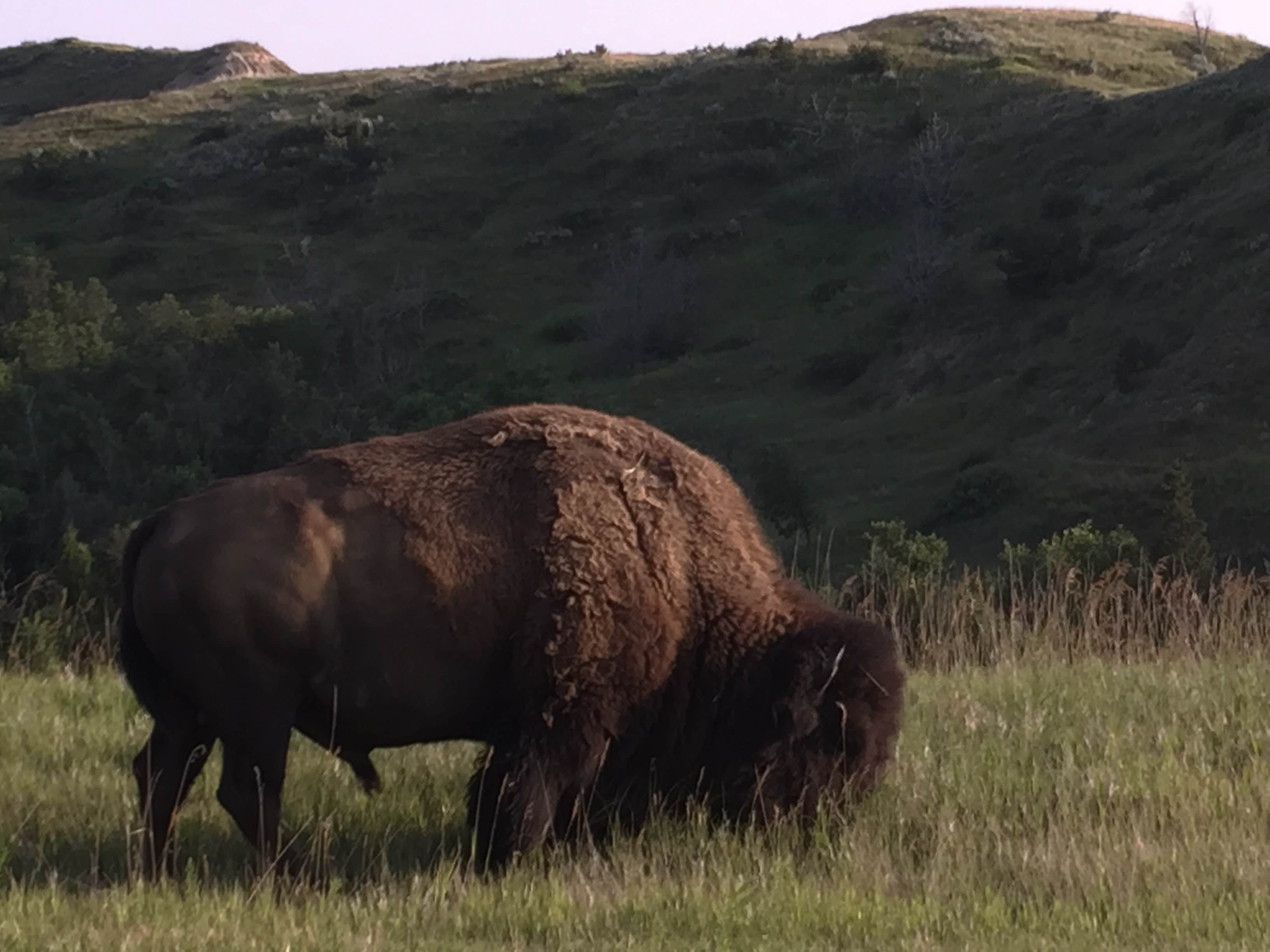 Camper submitted image from Cottonwood Campground — Theodore Roosevelt National Park - 3