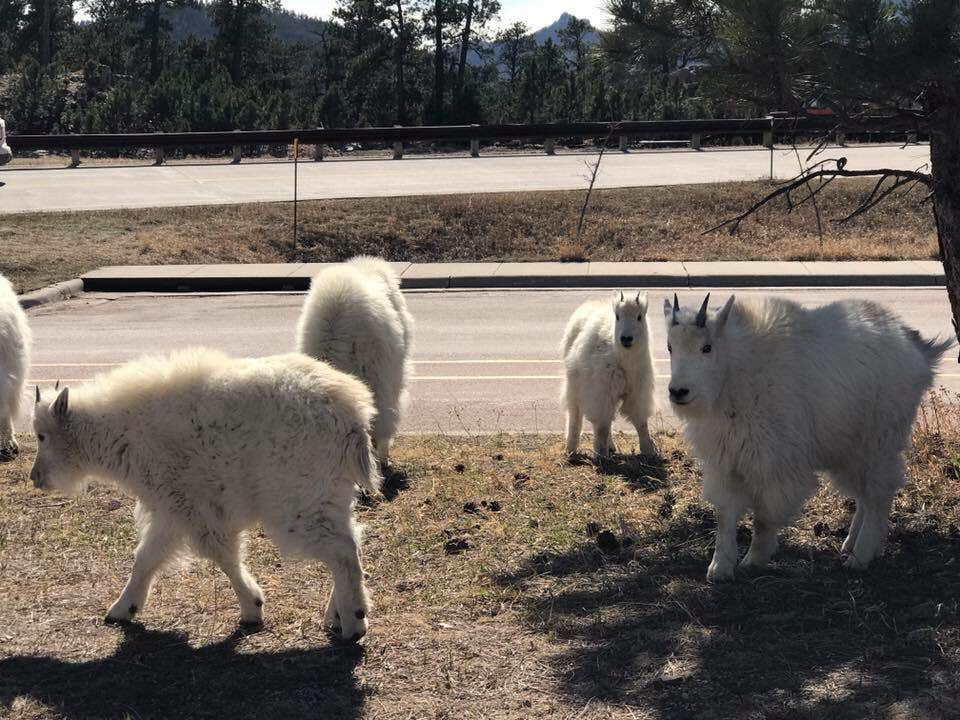 Dani K.'s photo of camping with pets at Mount Rushmore KOA at Palmer Gulch near Custer, SD
