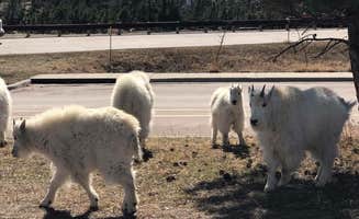 Dani K.'s photo of camping with pets at Mount Rushmore KOA at Palmer Gulch near Black Hills National Forest