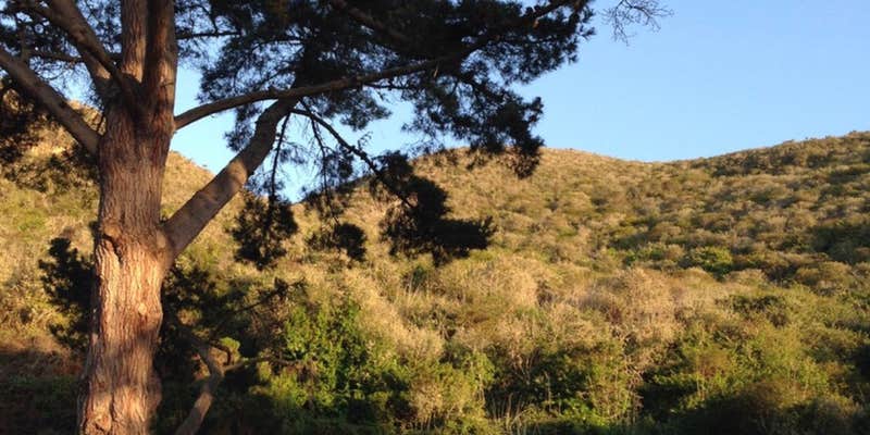 Camper submitted image from Islay Creek Campground — Montaña de Oro State Park