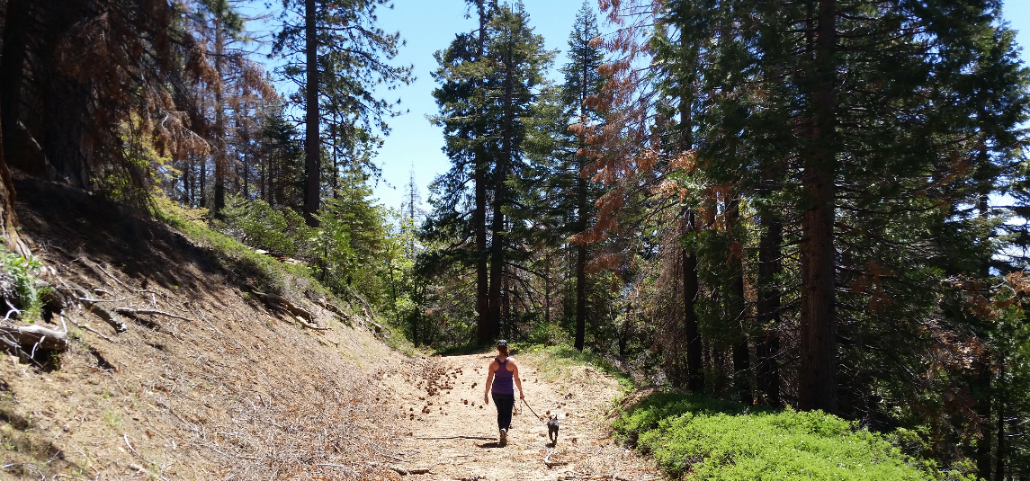 Camper submitted image from Redwood Meadow - 3