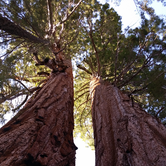 Review photo of Redwood Meadow by Ryan W., May 31, 2017
